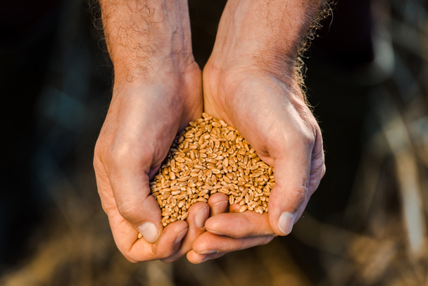 oříznutý pohled zemědělce držící semena v rukou  - Fotografie, Obrázek