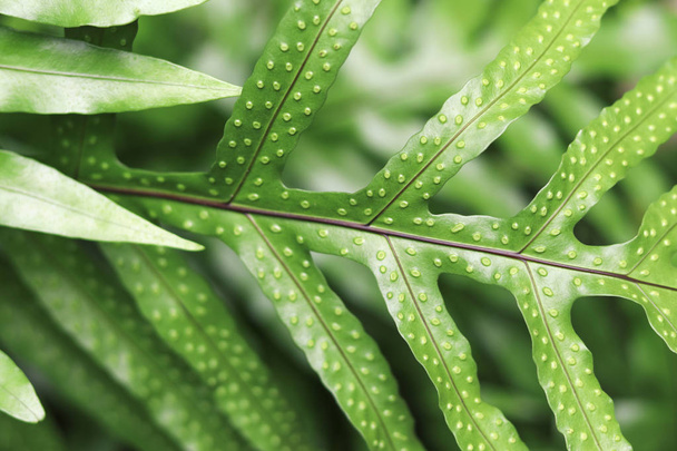 Serpent fern leaves on blurred background. Water fern leaves - Zdjęcie, obraz