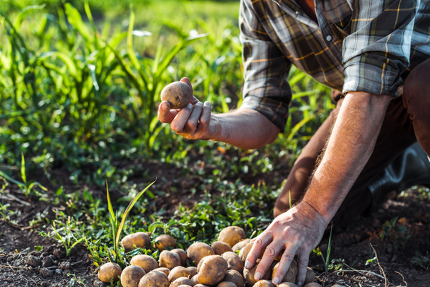 vista cortada de homem sênior segurando batatas perto do campo de milho
  - Foto, Imagem