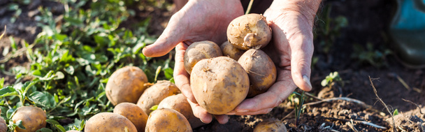 панорамний знімок самозайнятого фермера, що тримає картоплю
  - Фото, зображення