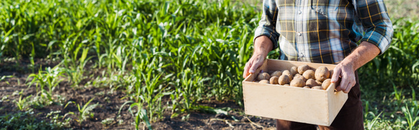 panoramic shot of self-employed farmer holding wooden box with potatoes near corn field - Foto, Bild