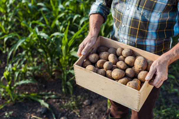cropped view of senior self-employed farmer holding wooden box with potatoes near corn field - Фото, изображение