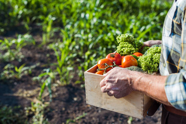 vista recortada del agricultor senior sosteniendo caja de madera con verduras cerca del campo de maíz
 - Foto, Imagen