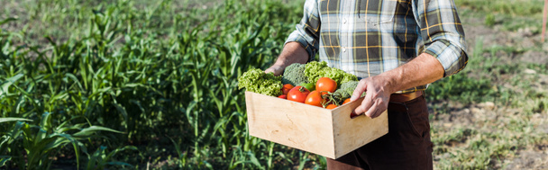 plano panorámico del agricultor senior sosteniendo caja de madera con verduras cerca del campo de maíz
 - Foto, Imagen