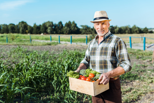 agricultor feliz caja con verduras cerca del campo de maíz
 - Foto, Imagen