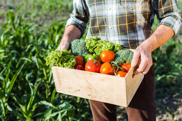 cropped view of senior man holding box with vegetables  - Photo, Image