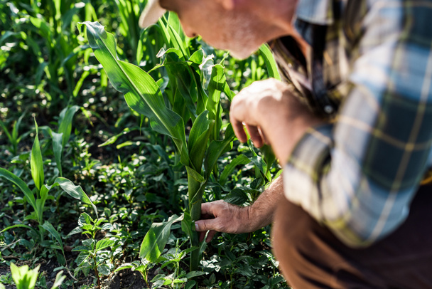 vista recortada del agricultor autónomo sentado cerca del campo de maíz verde
  - Foto, Imagen