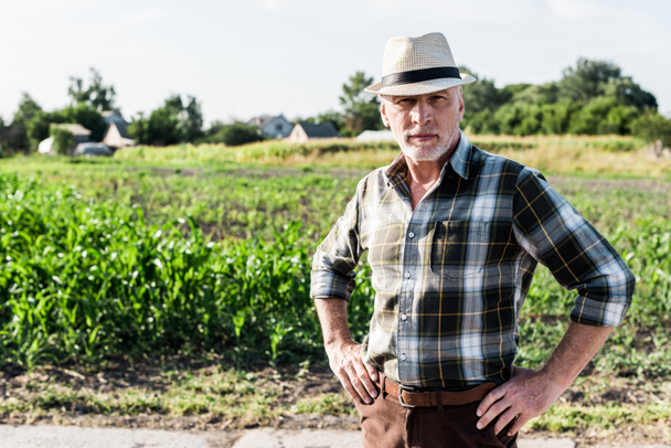samostatně výdělečně zaměstnaný zemědělec v slaměném klobouku, který stál s rukama na bocích u zeleného kukuřičného pole  - Fotografie, Obrázek