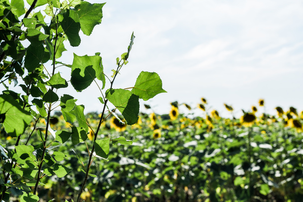 selectieve focus van groene bladeren nabij veld met zonnebloemen  - Foto, afbeelding