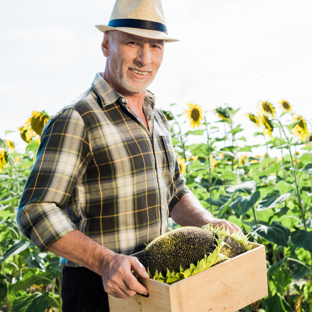 šťastný starší samostatně výdělečně zaměstnaný muž v slaměném klobouku přidržující krabici u slunečnic  - Fotografie, Obrázek