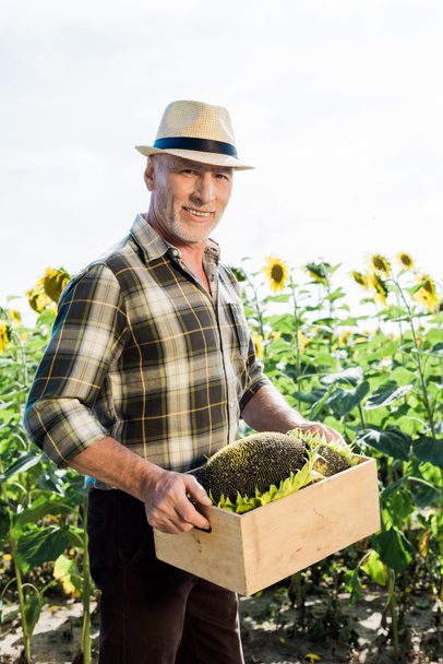 cheerful self-employed senior man in straw hat holding box with sunflowers  - Фото, зображення