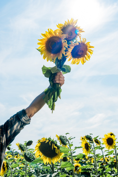 cropped view of farmer holding sunflowers against sky  - Photo, Image