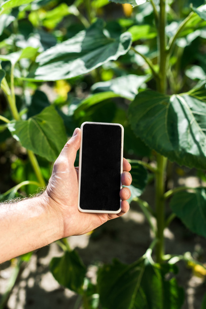 cropped view of farmer holding smartphone with blank screen  - Fotoğraf, Görsel