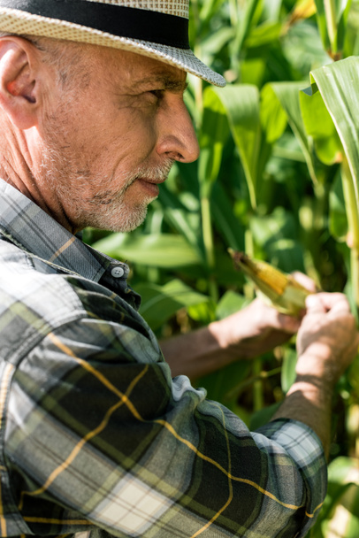 selective focus of farmer touching corn near green leaves  - Photo, Image