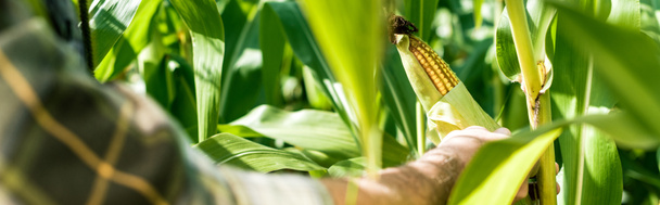 panoramiczny strzał rolnik dotykając kukurydzy w pobliżu zielonych liści  - Zdjęcie, obraz