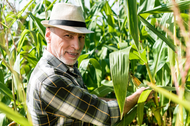 selektywne skupienie szczęśliwego rolnika dotykając kukurydzy w pobliżu zielonych liści  - Zdjęcie, obraz