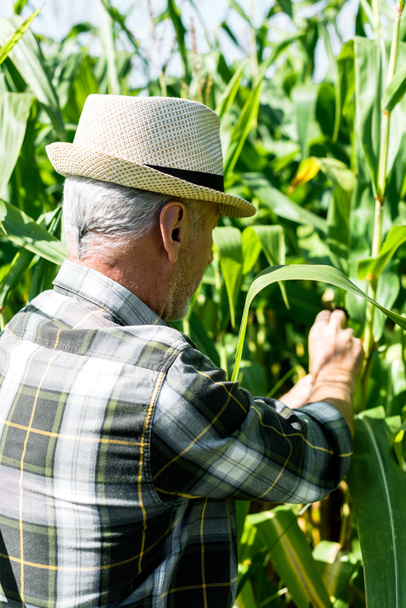 agricultor senior en sombrero de paja tocando hojas frescas en el campo de maíz
  - Foto, Imagen
