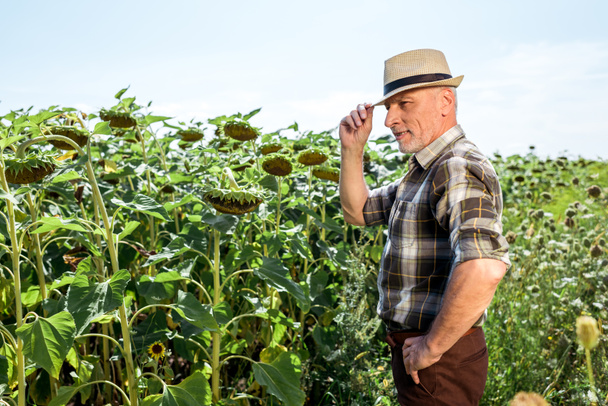 agricultor feliz em chapéu de palha de pé com a mão no quadril perto florescendo girassóis
  - Foto, Imagem