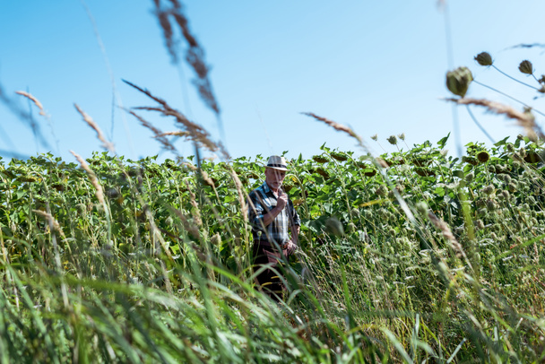 selectieve focus van zelfstandige boer in stro hoed staande in de buurt van zonnebloemen in het veld  - Foto, afbeelding