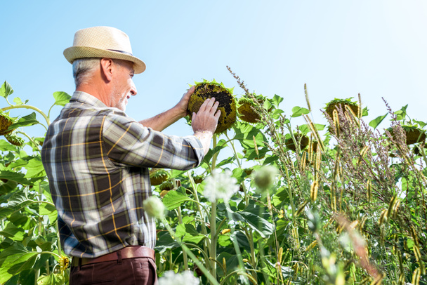 selective focus of cheerful farmer in straw hat touching sunflower - 写真・画像