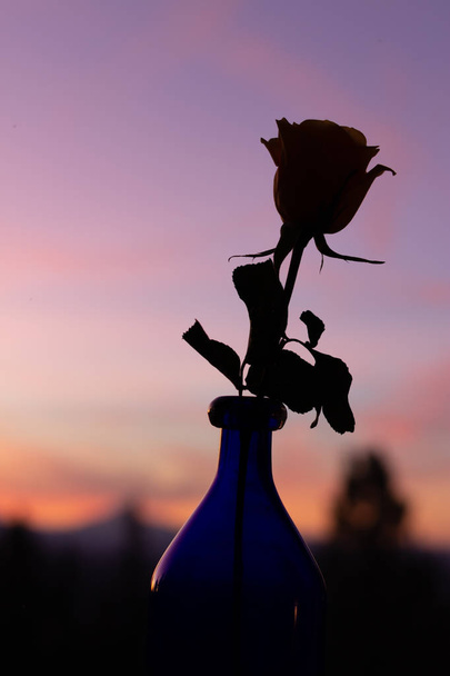 Lähikuva siluetoitu ruusu maljakko kaunis auringonlasku taustalla
 - Valokuva, kuva