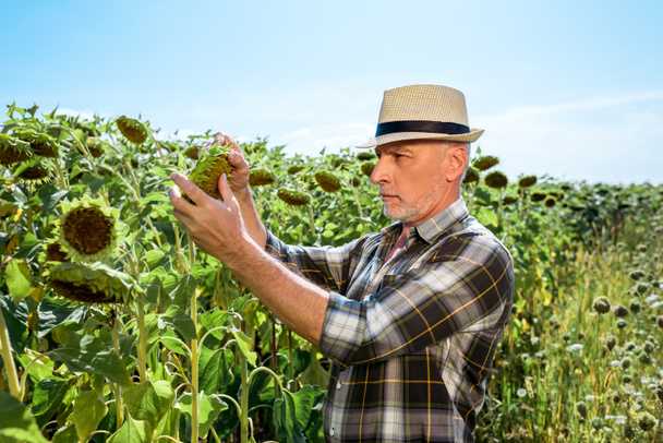 bearded farmer touching blossoming sunflowers in field  - Photo, Image
