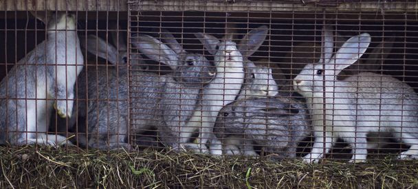сімейство сірих кроликів на фермі, що сидить у клітці, чекаючи їжі
 - Фото, зображення
