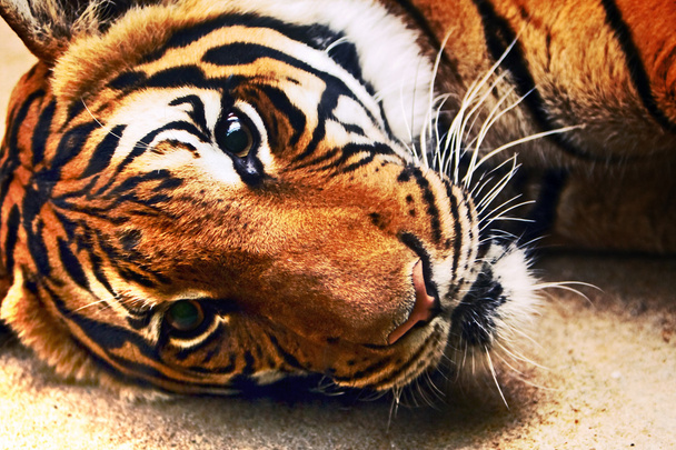 Tigre reclinado
 - Foto, imagen