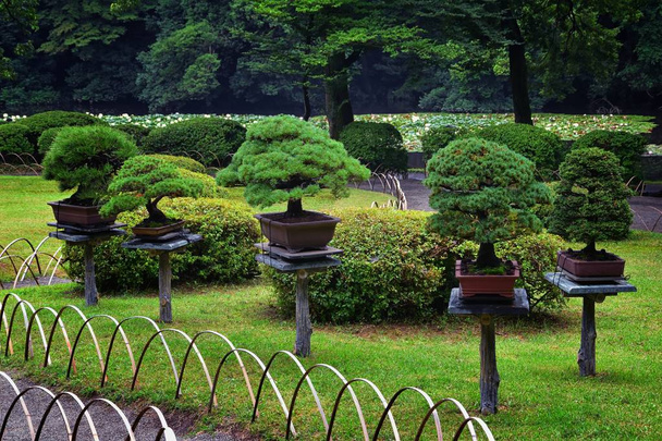 Jardines tradicionales japoneses en parques públicos en Tokio, Japón. Vistas de faroles de piedra, lagos, estanques, bonsái y vida silvestre caminando por senderos y senderos. Países Bajos
.  - Foto, Imagen