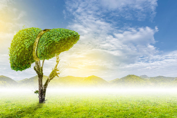 Realistische lever beelden zijn menselijke groene boom vormen over ziekten en cirrose (milieu). - Foto, afbeelding