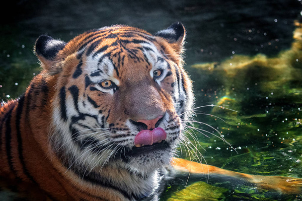 Tigre siberiano
 - Foto, imagen
