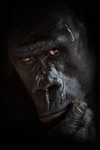 Gorille fond noir
 - Photo, image