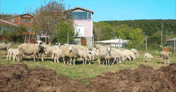 Stado lub stado owiec i jagnian pastwiska na łące i jedzenie trawy na wsi lub wsi - Materiał filmowy, wideo