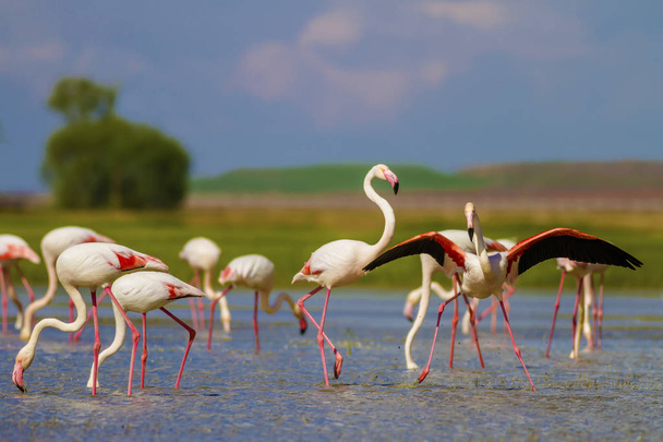 Pássaro colorido Flamingo Maior. Phoenicopterus roseus. Natureza verde e fundo de água
. - Foto, Imagem