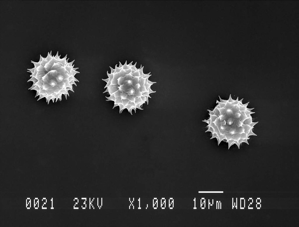 Daisy pollen under electron microscope - Photo, Image