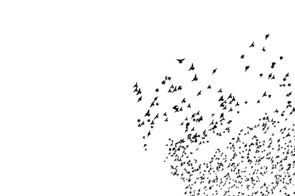 Птицы. Битва птиц. Абстрактное изображение
.  - Фото, изображение