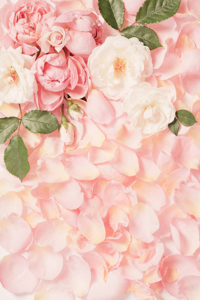 rose flowers and petals background - Foto, imagen