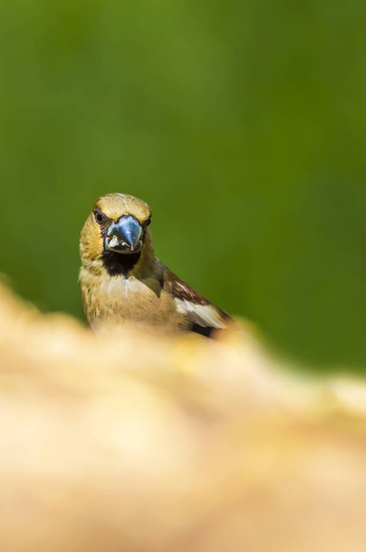 Schattige kleine vogel Hawfinch. Hawfinch voedt zich op de grond. Groene natuur achtergrond. Vogel: Hawfinch. Coccothraustes coccothraustes. - Foto, afbeelding