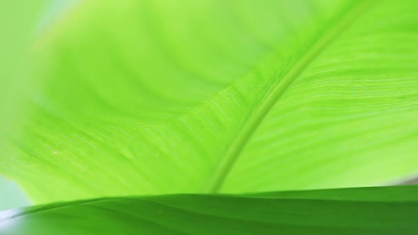 Large green leaves, suitable for a nature or environmental background - Footage, Video