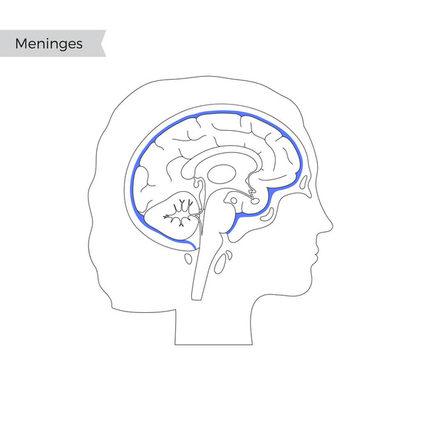 Vector isolated illustration of Meninges - Vector, Image