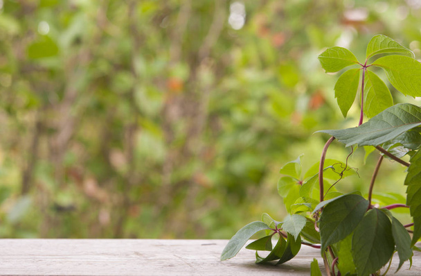 Ramas de uva silvestre con hojas sobre tablones de madera natural en summ
 - Foto, imagen