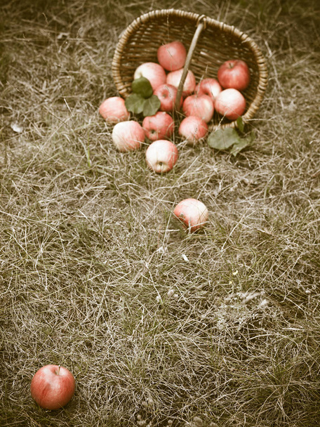 Maukkaat tuoreet omenat hedelmät
 - Valokuva, kuva