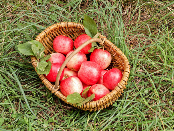 frisches Apfelobst im Korb - Foto, Bild