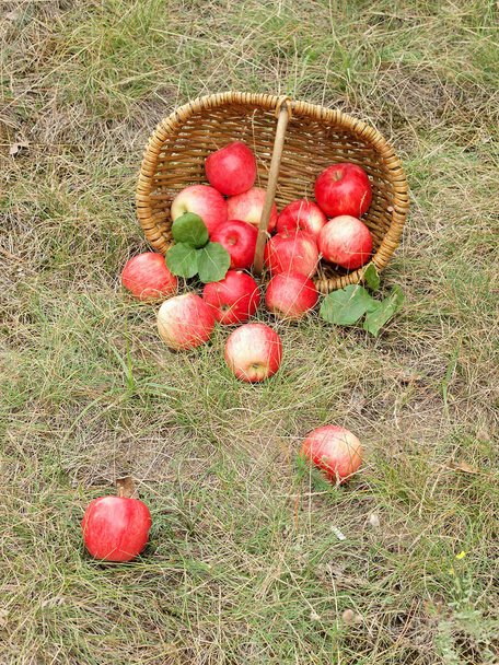 Frutta fresca di mela nel cestino
 - Foto, immagini