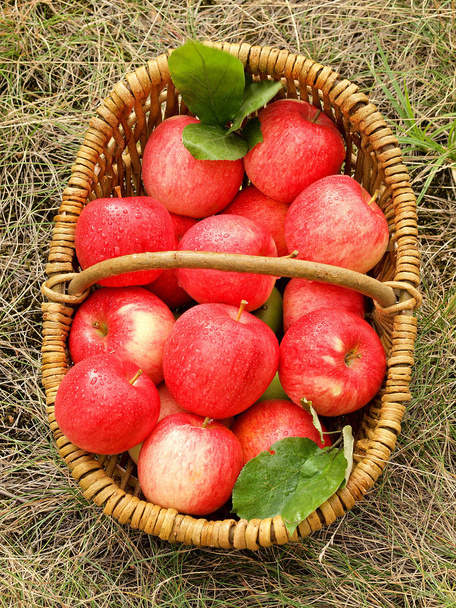 Fresh apple fruits in the basket - Fotografie, Obrázek