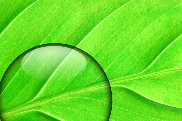 Foglia verde con goccia d'acqua - Foto, immagini
