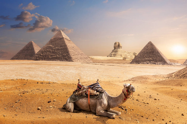 Velbloud z Gízy před Sfingy a pyramidami, Egypt - Fotografie, Obrázek