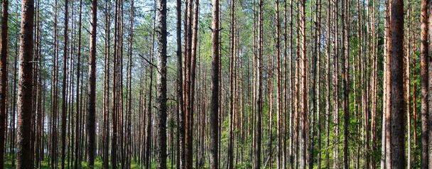 hohe dünne Kiefern in sumpfigen Wäldern - Foto, Bild
