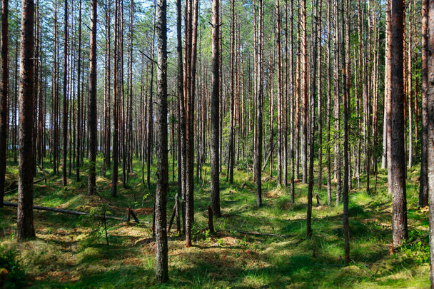 Tall thin pine trees in swampy woods - Photo, Image
