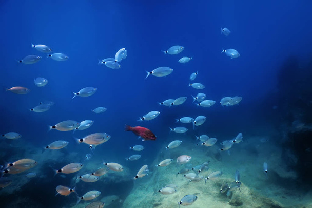 Fish School Underwater. Fishes underwater background. - Foto, Imagen
